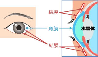 結膜と角膜のイラスト